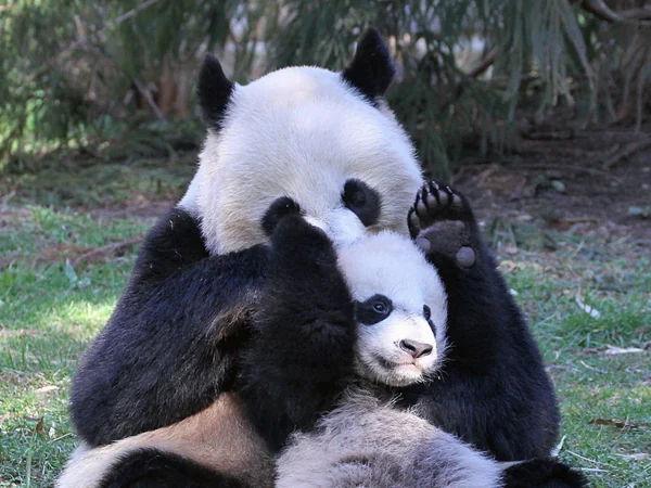 Mother giant panda holding a tiny newborn cub close to her body
