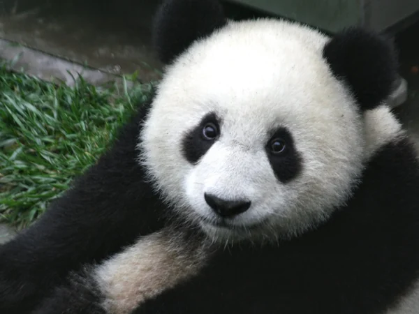Newborn giant panda cub with pink skin and sparse fur