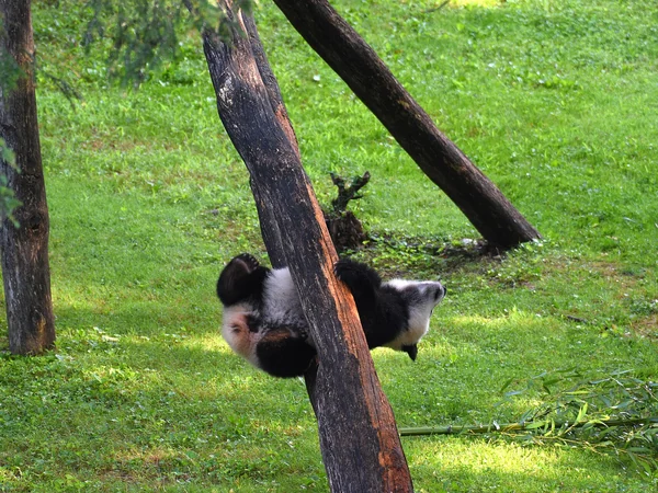 Giant panda cub nursery at a conservation breeding center