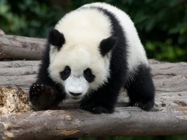 Small giant panda cub during its early growth stage