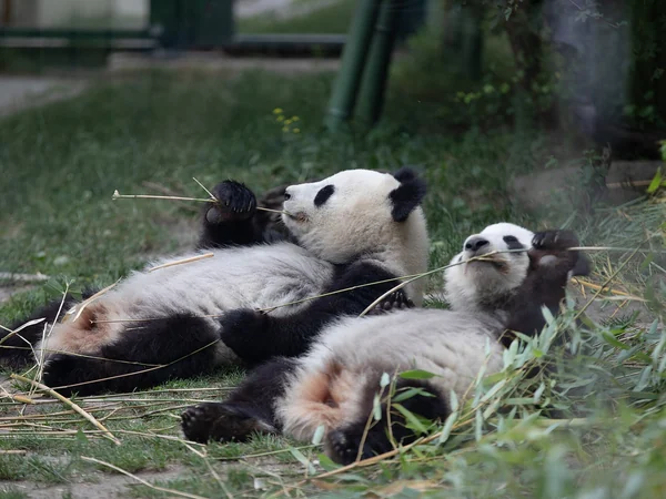 Juvenile giant panda approaching independent age