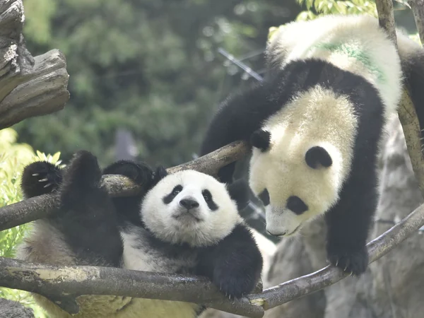 Twin giant panda cubs resting together in managed care