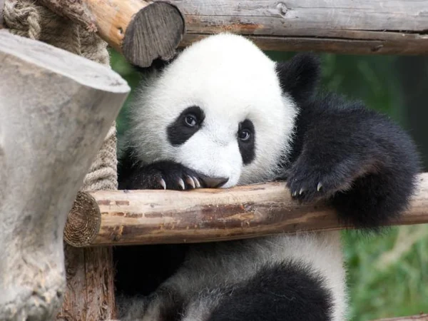 Young panda cub beginning to develop black-and-white markings