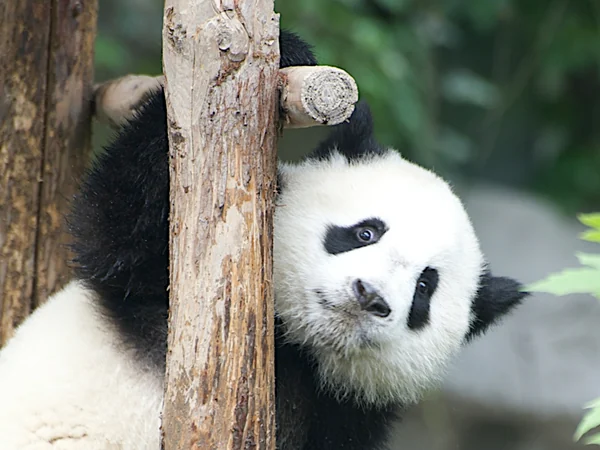 Giant panda cub taking early unsteady steps