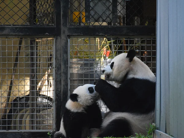Young panda remaining close to its mother during development
