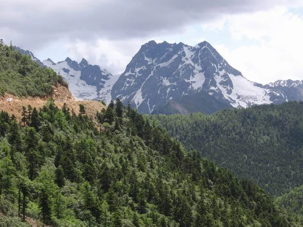Subalpine forest below Baima Snow Mountain in Yunnan