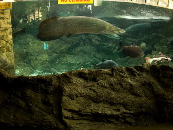 Visitors viewing a large aquarium exhibit at Beijing Aquarium
