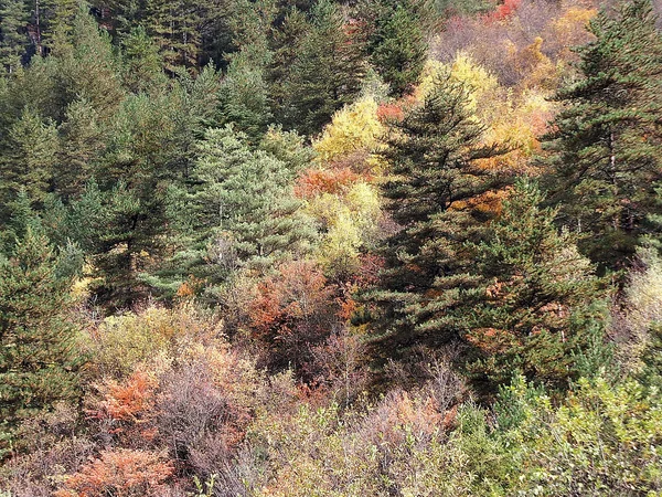 Autumn forest reflected in a lake at Jiuzhaigou Valley