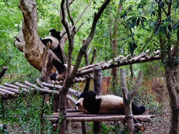 Giant panda in a naturalistic habitat at Chengdu Research Base Giant panda in a naturalistic habitat at Chengdu Research Base