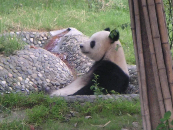 Giant panda in a managed habitat at Chengdu Research Base