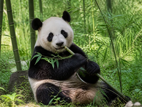 Giant panda eating bamboo in a Sichuan habitat