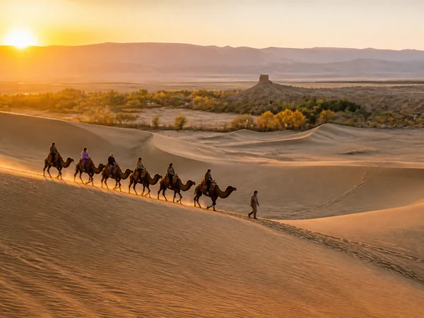 Camel caravan crossing Silk Road dunes near Dunhuang