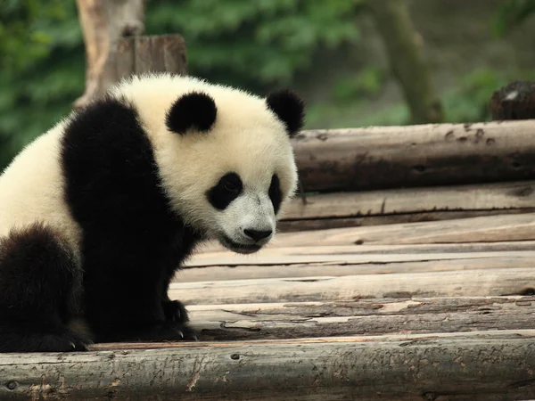 Giant panda at the Chengdu Research Base, an enduring symbol of China