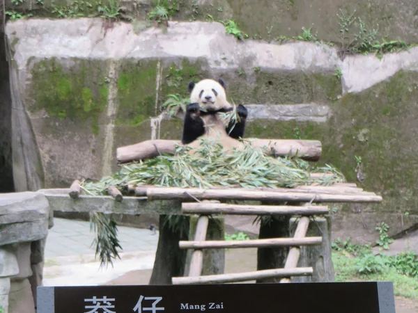 Giant panda inside the panda area at Chongqing Zoo Giant panda inside the panda area at Chongqing Zoo