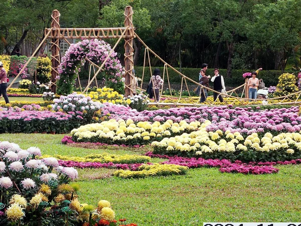 Chrysanthemums displayed at an autumn flower exhibition in China Chrysanthemums displayed at an autumn flower exhibition in China