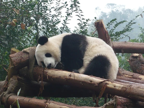 Giant panda at a conservation and breeding center in Chengdu