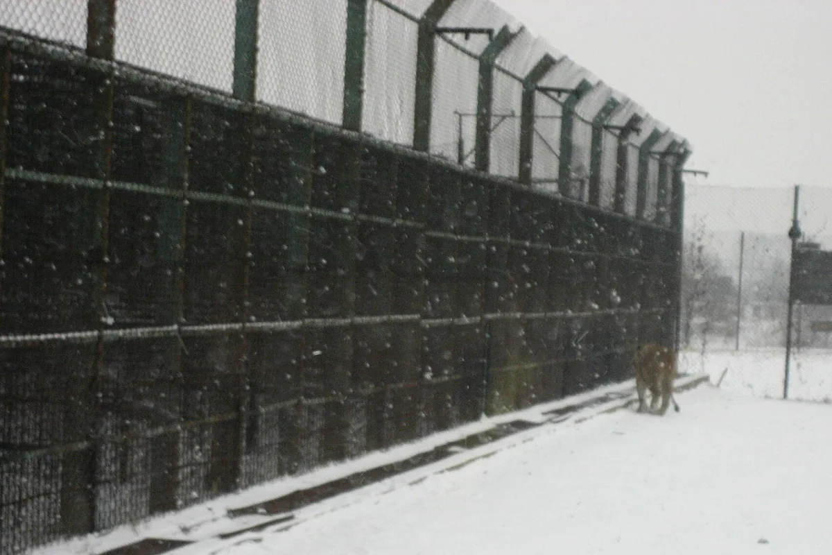 4 Days Harbin Highlights with Skiing — Siberia Tiger Park