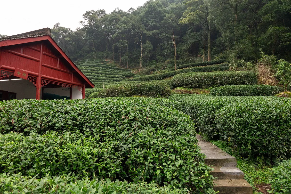 5 Days Shanghai and Hangzhou Tour — Meijiawu Tea Plantation