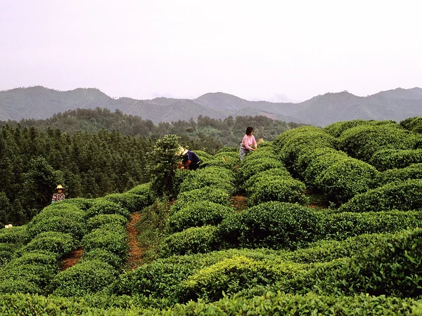 Rows of tea bushes across a green plantation in eastern China Rows of tea bushes across a green plantation in eastern China