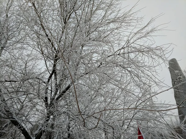 Frost-coated trees on Rime Island near Jilin City in winter Frost-coated trees on Rime Island near Jilin City in winter