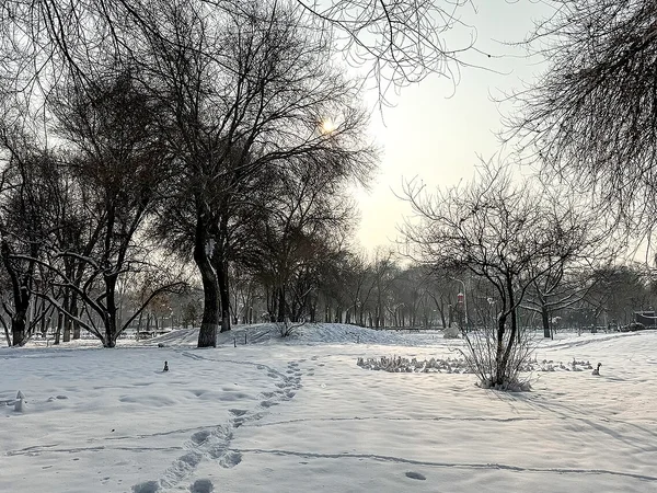 Fresh December snow in Urumqi Children's Park in Xinjiang Fresh December snow in Urumqi Children's Park in Xinjiang