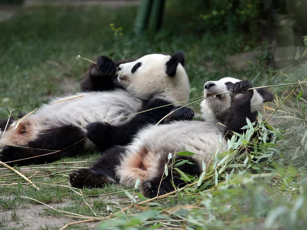 Giant panda transport associated with an international conservation partnership Giant panda transport associated with an international conservation partnership