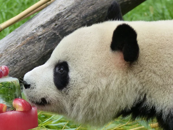Giant panda in professional care during cooperative conservation research Giant panda in professional care during cooperative conservation research