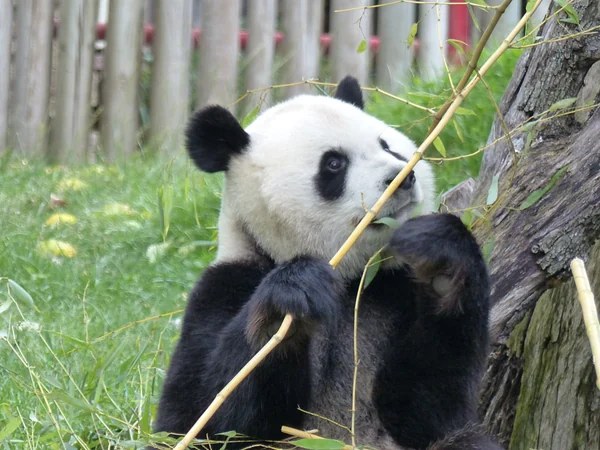 Giant panda feeding on bamboo at a European zoo Giant panda feeding on bamboo at a European zoo