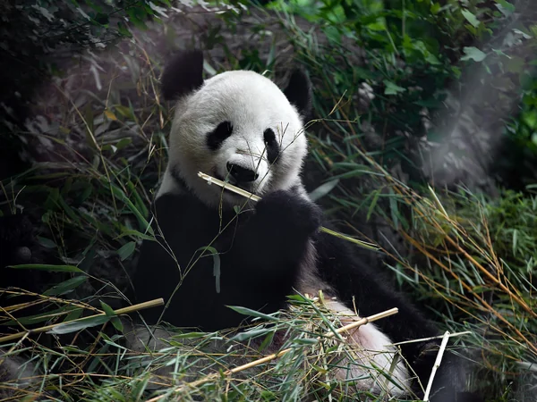 Giant panda at Schönbrunn Zoo in Vienna Giant panda at Schönbrunn Zoo in Vienna