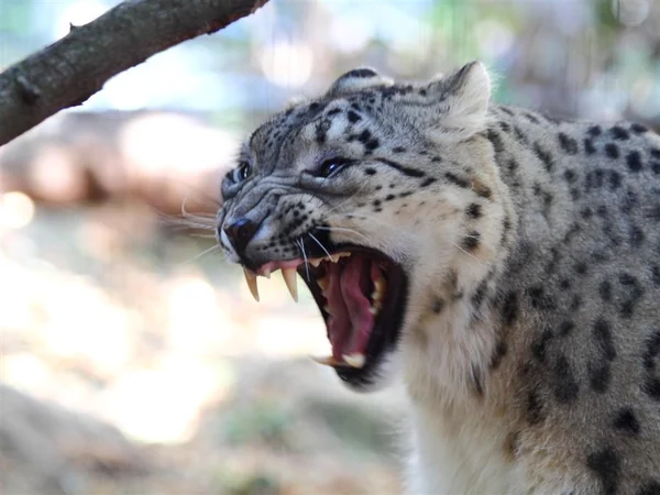 Snow leopard representing protected wildlife of the Himalayan region Snow leopard representing protected wildlife of the Himalayan region
