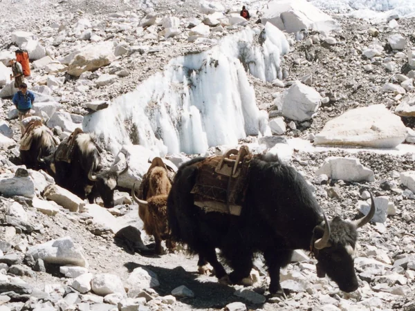 Pack yaks carrying supplies for a Himalayan high-altitude expedition