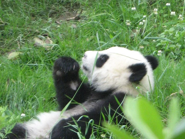 A giant panda in Chengdu, a high-interest stop that works best early in the day