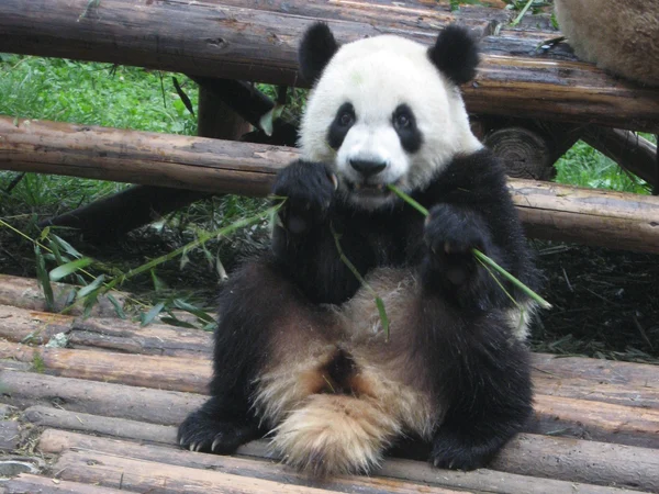 Giant panda observation in Chengdu