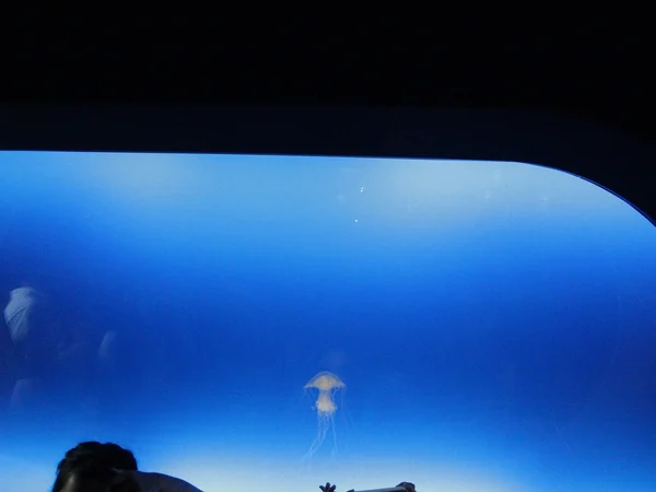 An aquarium exhibit in Shanghai, a useful indoor option in difficult weather
