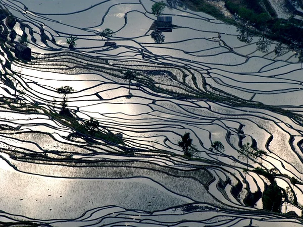 Water-filled rice terraces in Yuanyang, Yunnan Water-filled rice terraces in Yuanyang, Yunnan