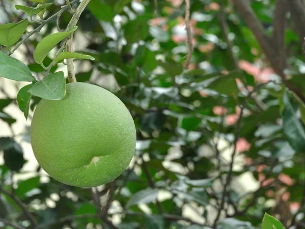 A green pomelo growing on a tree A green pomelo growing on a tree