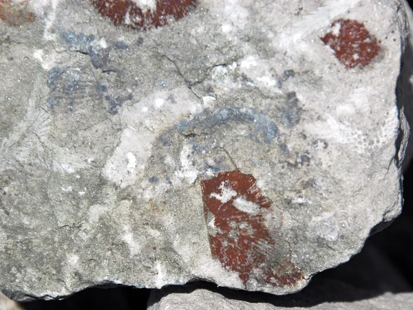 Real marine fossils in limestone illustrating sedimentary rock’s oceanic origin Real marine fossils in limestone illustrating sedimentary rock’s oceanic origin