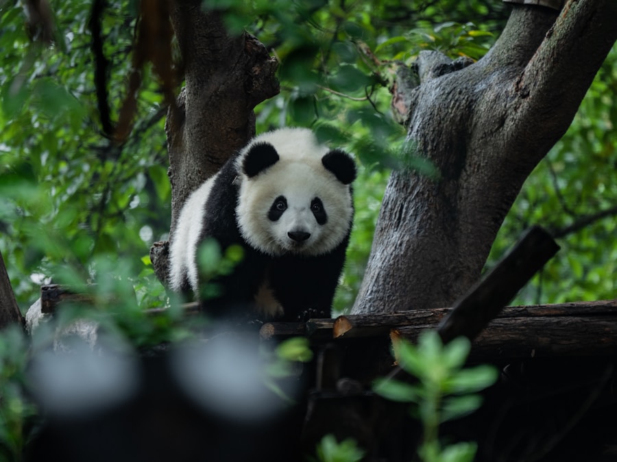 12 Days China Panda Tour