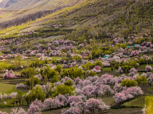 Apricot trees flowering across a spring grassland Apricot trees flowering across a spring grassland