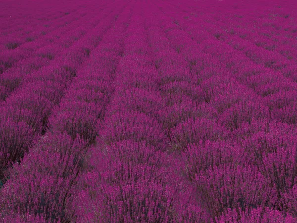Rows of lavender flowering in Ili in northwest China Rows of lavender flowering in Ili in northwest China