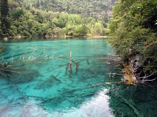Clear water and forest at Five Flower Lake in Jiuzhaigou Clear water and forest at Five Flower Lake in Jiuzhaigou