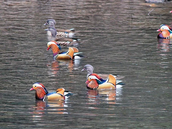 Mandarin ducks resting together on calm winter water Mandarin ducks resting together on calm winter water