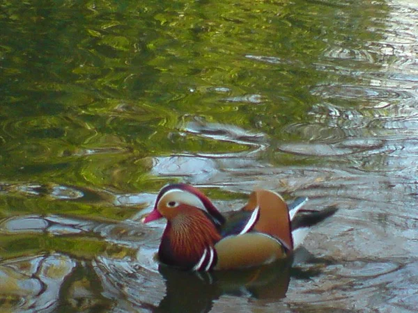 Male Mandarin duck swimming in a wooded lake habitat Male Mandarin duck swimming in a wooded lake habitat