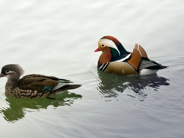Male and female Mandarin ducks showing identification features Male and female Mandarin ducks showing identification features