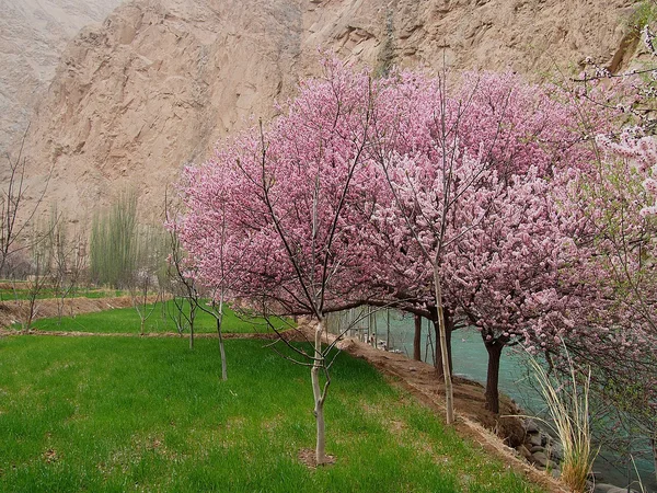 Apricot trees blooming in Xinjiang in early spring
