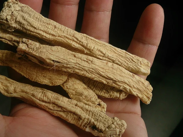 Dried Codonopsis root used in Chinese materia medica