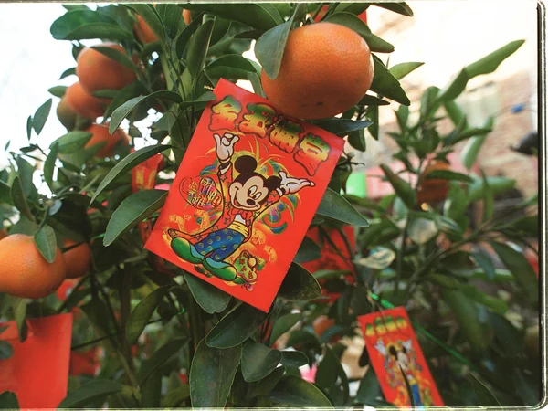 Mandarin oranges presented as a seasonal New Year gift