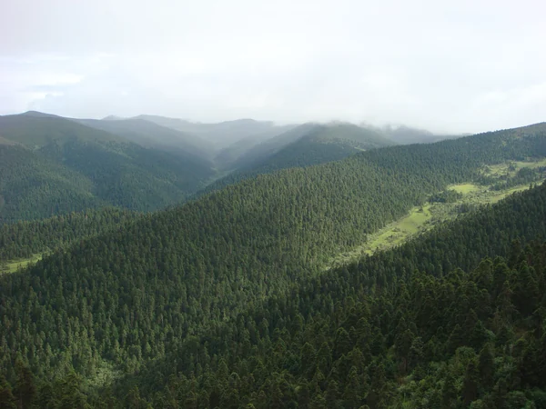 Dense spruce forest in the Nyingchi region of Tibet