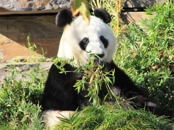 Giant panda at Adelaide Zoo in South Australia Giant panda at Adelaide Zoo in South Australia