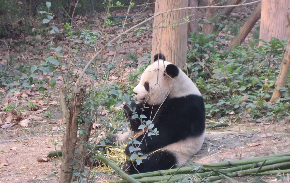 Adult giant panda at the Chengdu Panda Base in Sichuan